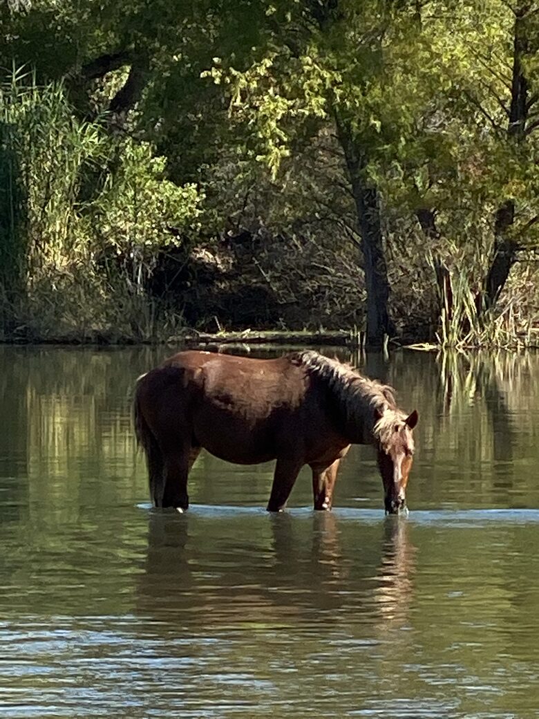 Rio Verde - Rio Verde, Arizona