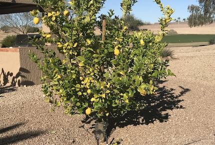 Shadow Mountain Retreat | Golf Community for Snowbirds and 45+ Vacationers - Surprise, Arizona