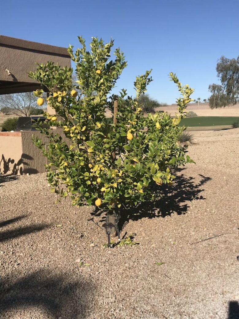 Shadow Mountain Retreat | Golf Community for Snowbirds and 45+ Vacationers - Surprise, Arizona