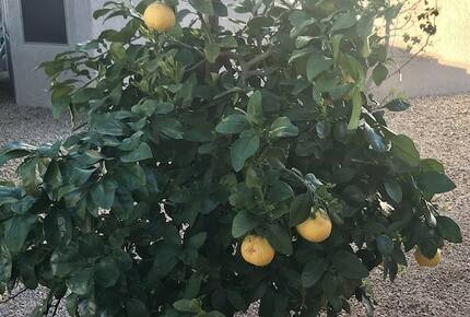 Shadow Mountain Retreat | Golf Community for Snowbirds and 45+ Vacationers - Surprise, Arizona