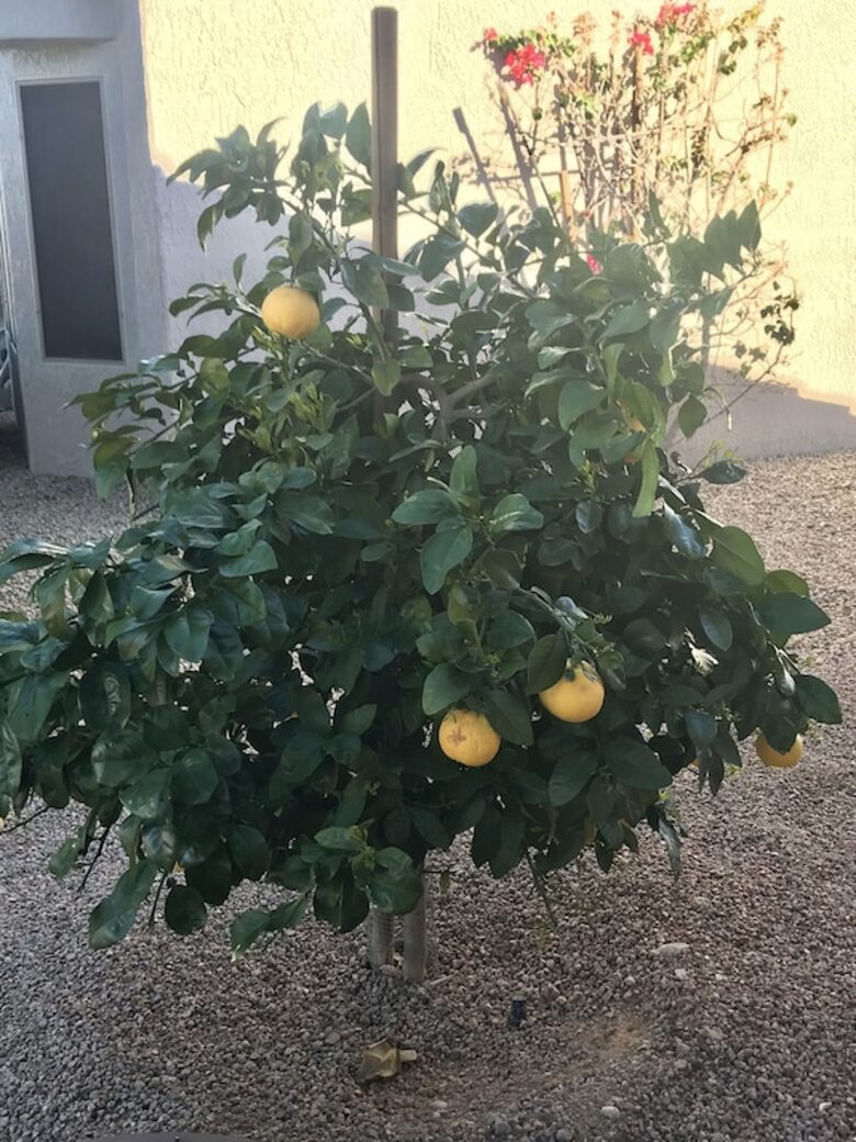 Shadow Mountain Retreat | Golf Community for Snowbirds and 45+ Vacationers - Surprise, Arizona