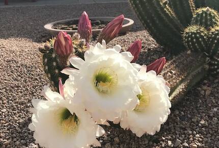 Shadow Mountain Retreat | Golf Community for Snowbirds and 45+ Vacationers - Surprise, Arizona