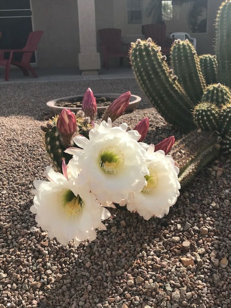 Shadow Mountain Retreat | Golf Community for Snowbirds and 45+ Vacationers - Surprise, Arizona