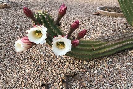 Shadow Mountain Retreat | Golf Community for Snowbirds and 45+ Vacationers - Surprise, Arizona