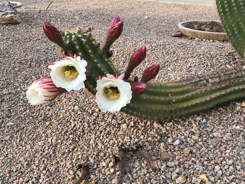 Shadow Mountain Retreat | Golf Community for Snowbirds and 45+ Vacationers - Surprise, Arizona