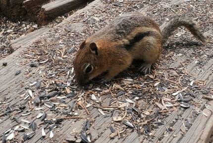 Cozy Mountain Chalet at Chalk Creek Canyon - Nathrop, Colorado