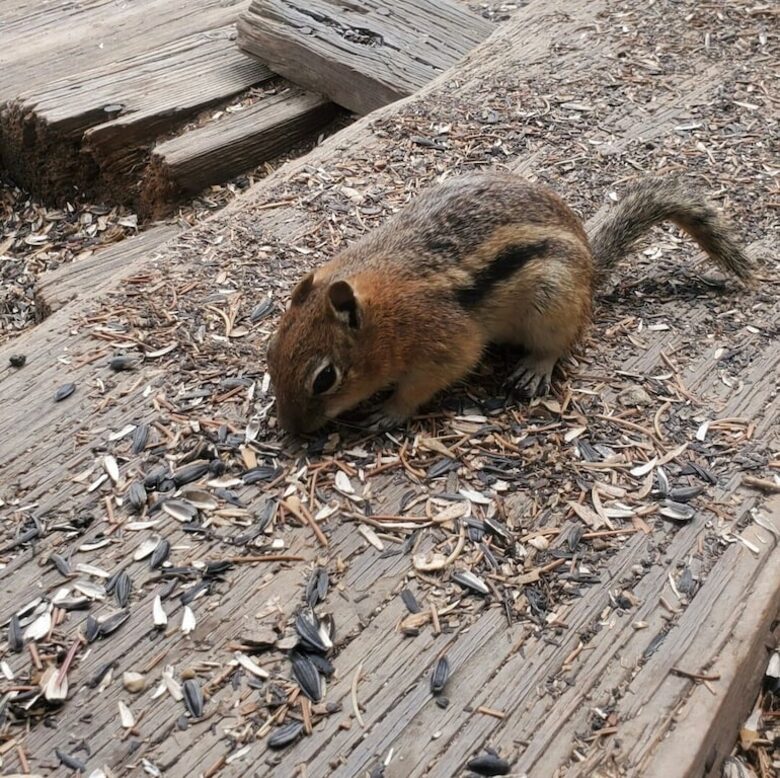 Cozy Mountain Chalet at Chalk Creek Canyon - Nathrop, Colorado