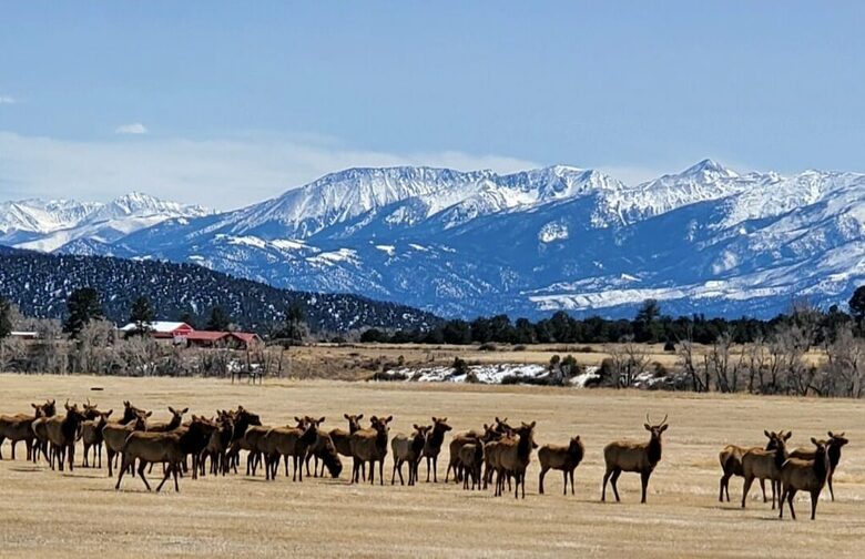 Cozy Mountain Chalet at Chalk Creek Canyon - Nathrop, Colorado