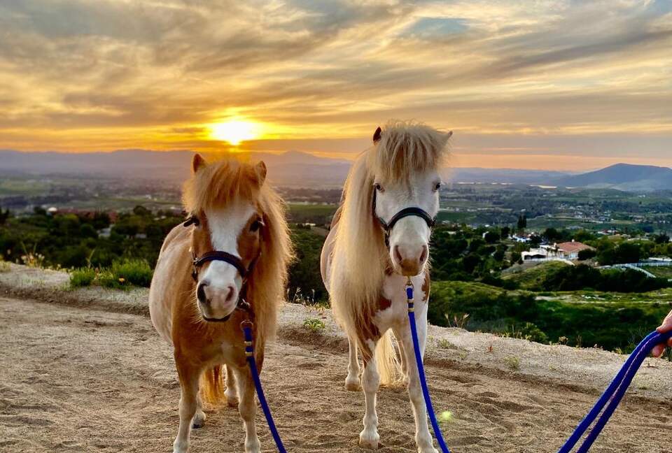 Private 1 Bedroom Villa Overlooking the Vineyards - Temecula, California
