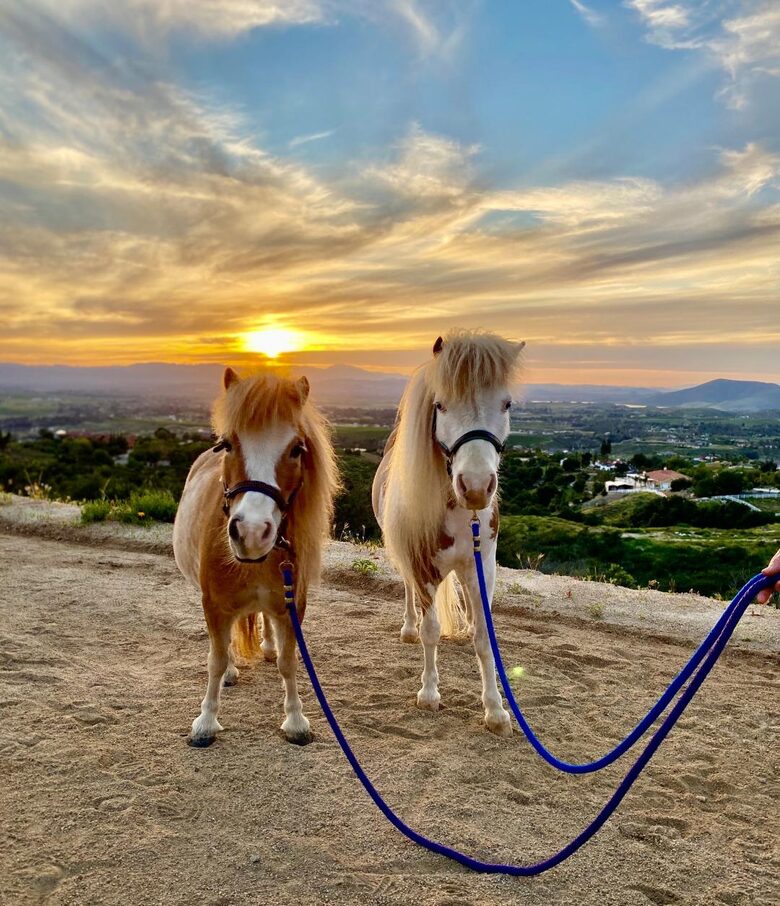 Private 1 Bedroom Villa Overlooking the Vineyards - Temecula, California