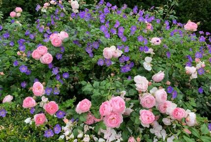 The Old Dairy - Riseley (Cambridge), United Kingdom