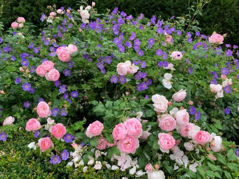 The Old Dairy - Riseley (Cambridge), United Kingdom