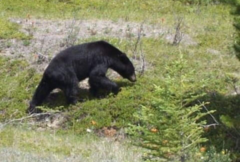 Canmore Mountain Escape with a Rooftop Hot Tub - Canmore, Canada