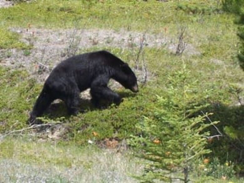 Canmore Mountain Escape with a Rooftop Hot Tub - Canmore, Canada