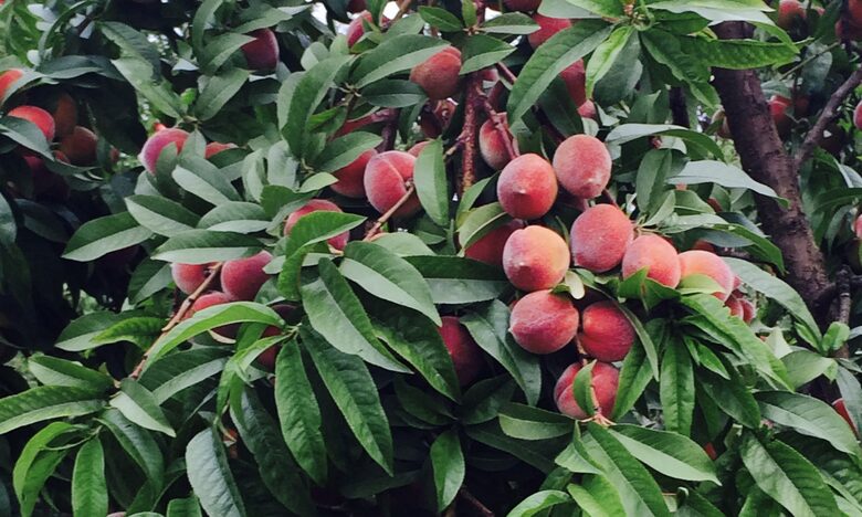 Peach tree in summer