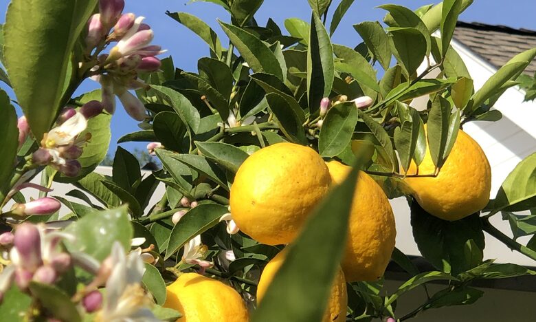 Lushly landscaped edible garden