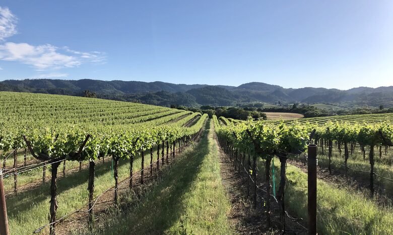 Surrounding vineyards