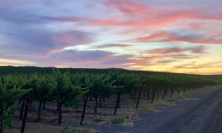 Sunset over the vineyards
