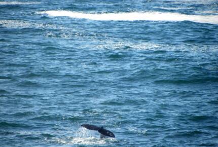 Whale Cove Oceanfront Dream - Depoe Bay, Oregon