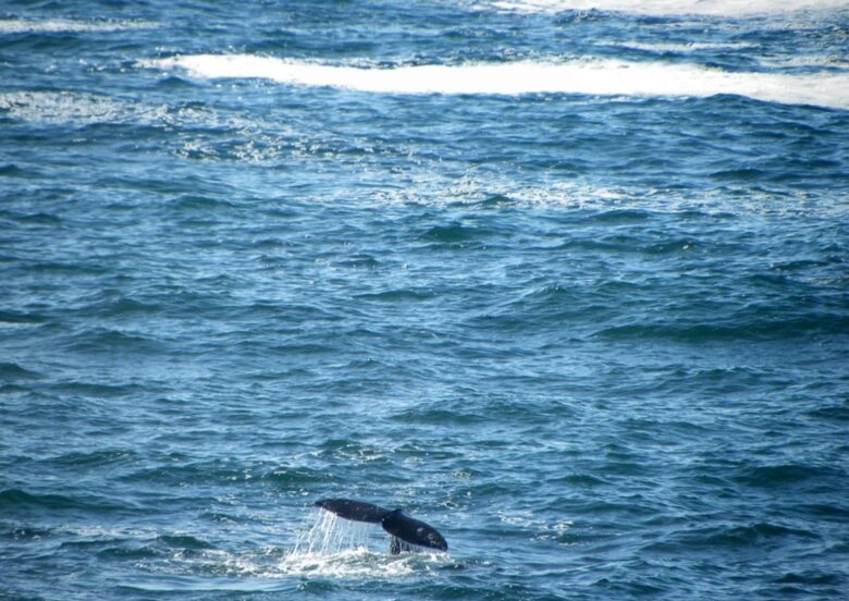 Whale Cove Oceanfront Dream - Depoe Bay, Oregon