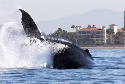 Stunning South Shore 3-Bedroom Beachfront Residence - Puerto Vallarta, Mexico