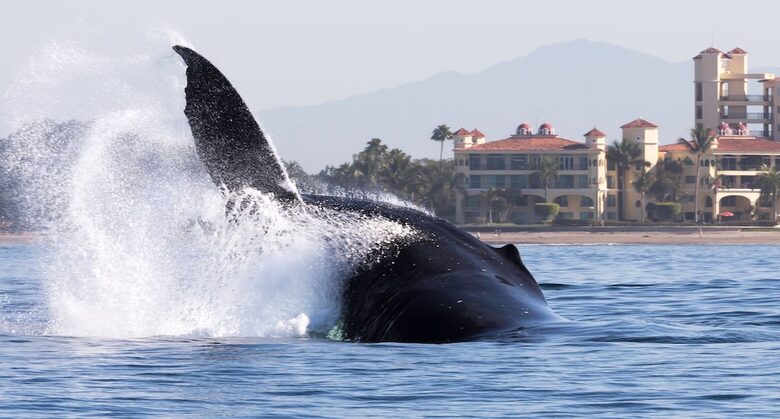 Stunning South Shore 3-Bedroom Beachfront Residence - Puerto Vallarta, Mexico