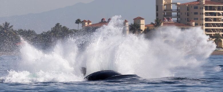 Stunning South Shore 3-Bedroom Beachfront Residence - Puerto Vallarta, Mexico