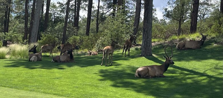 Gorgeous Mountain Home with Golf Access to The Rim and Chaparral Pines - Payson, Arizona
