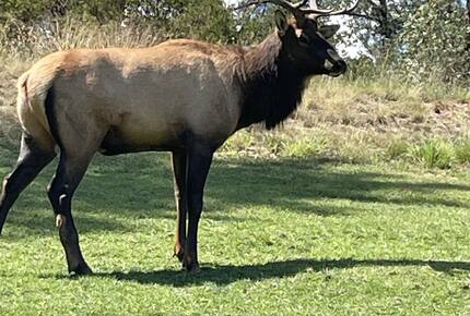 Gorgeous Mountain Home with Golf Access to The Rim and Chaparral Pines - Payson, Arizona