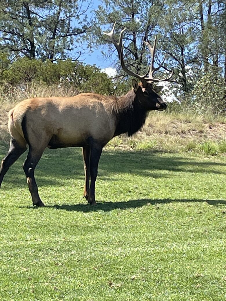 Gorgeous Mountain Home with Golf Access to The Rim and Chaparral Pines - Payson, Arizona