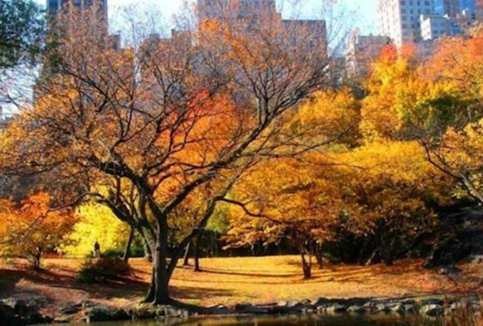 Central Park Sunlight | Upper West Side - New York City, New York