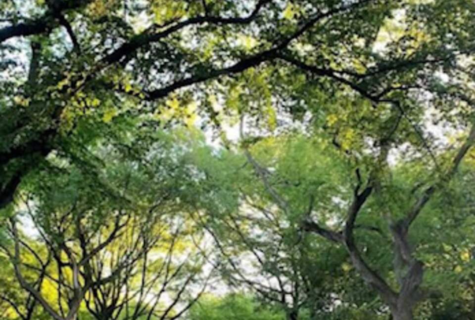 Central Park Sunlight | Upper West Side - New York City, New York