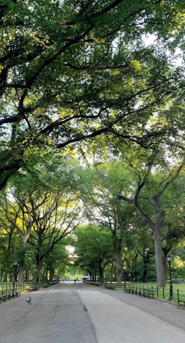 Central Park Sunlight | Upper West Side - New York City, New York