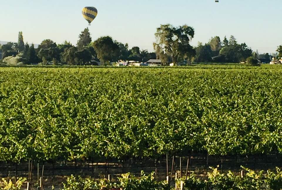 The southern vineyard from the principal bedroom deck.