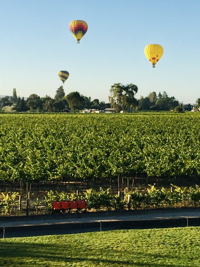 The southern vineyard from the principal bedroom deck.