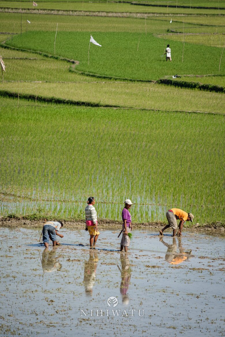 Nihi Sumba - Kasambi Estate (R) - Sumba, Indonesia