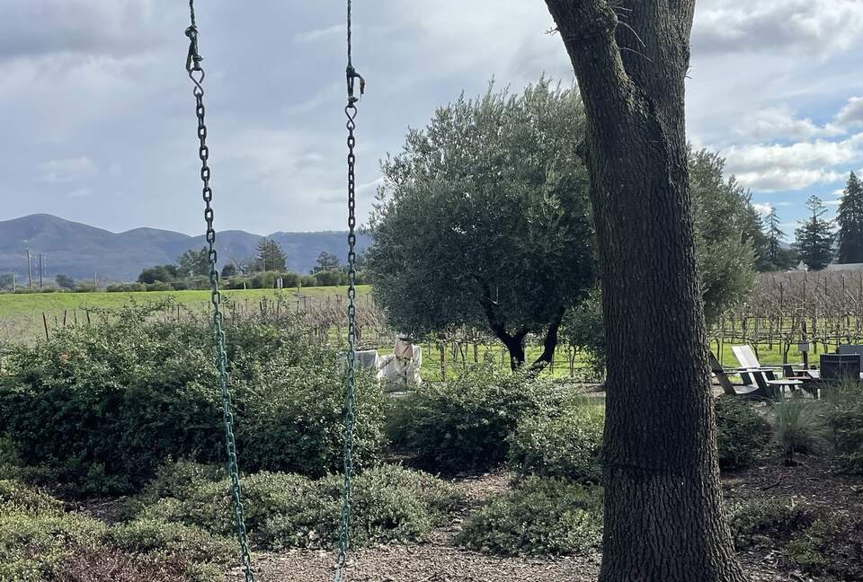 The tree swing off of the oak tree.