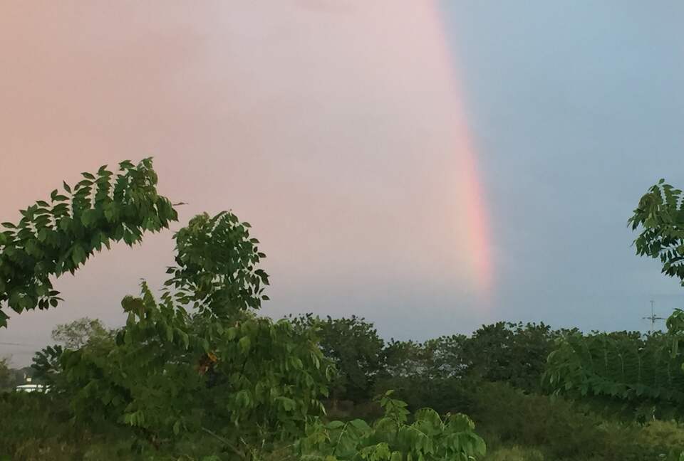 Beautiful guadua surroundings