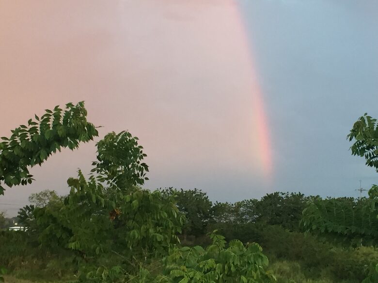 Beautiful guadua surroundings