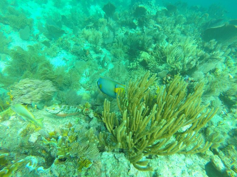 Tropical Waterfront Home with Boat Dock and Heated Pool - Key Largo, Florida