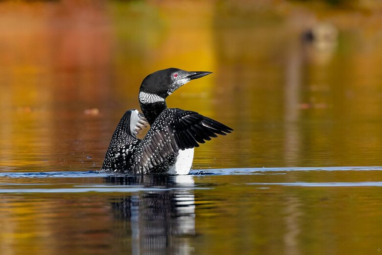 Stunning newly built Lake House with gym, 6 kayaks, screened porch - New London, New Hampshire