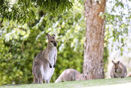 Orara Valley Estate - Upper Orara, Australia