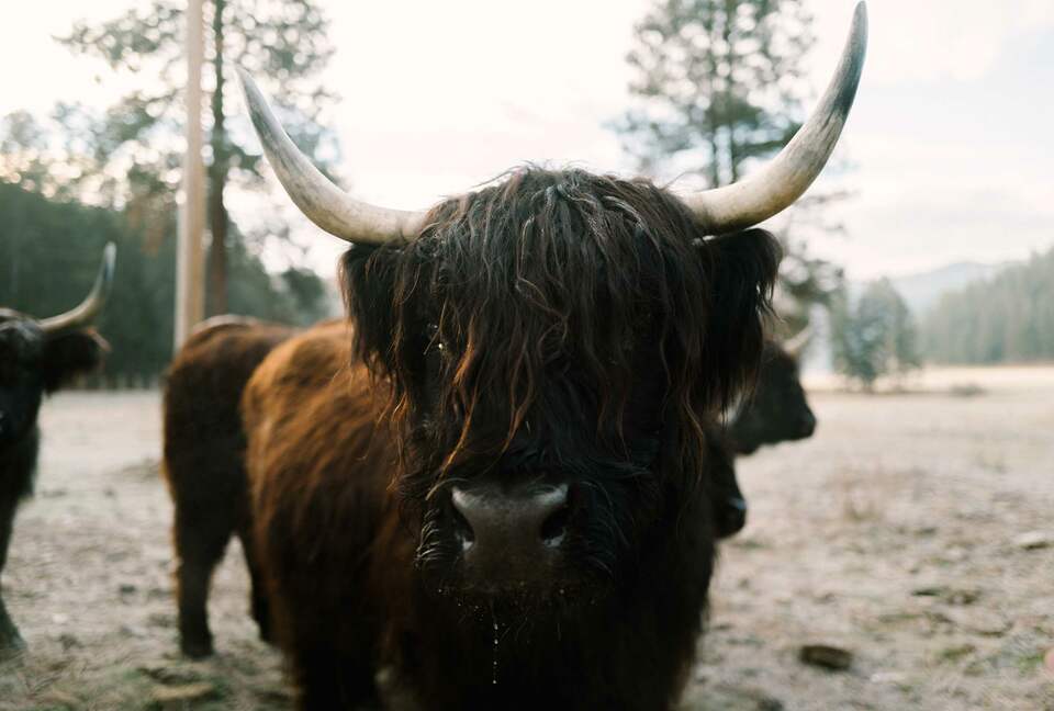 The Ranch House at Petty Creek Mountain Ranch - Alberton, Montana