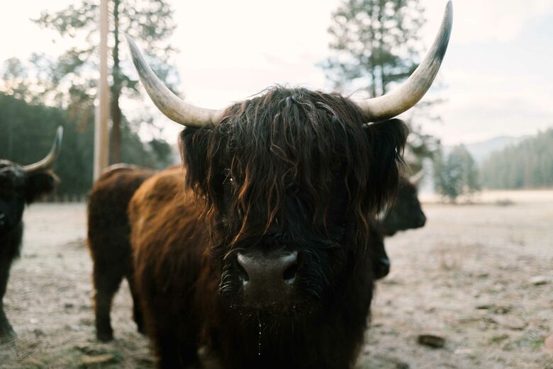 The Ranch House at Petty Creek Mountain Ranch - Alberton, Montana