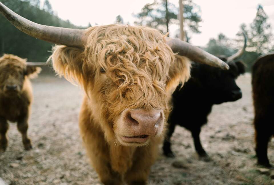 The Ranch House at Petty Creek Mountain Ranch - Alberton, Montana