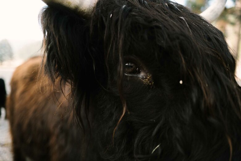 The Ranch House at Petty Creek Mountain Ranch - Alberton, Montana