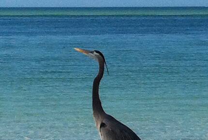 Beachfront MidCentury Modern Flat - Sarasota, Florida