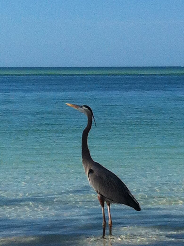 Beachfront MidCentury Modern Flat - Sarasota, Florida