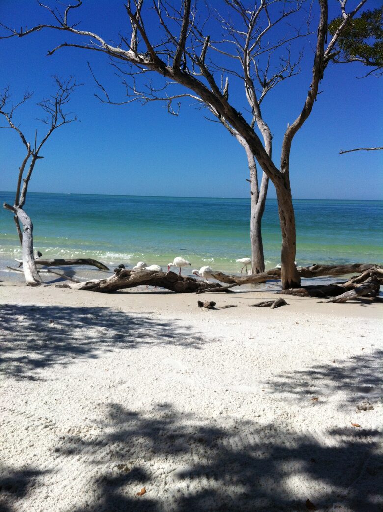 Beachfront MidCentury Modern Flat - Sarasota, Florida