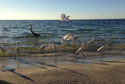Beachfront MidCentury Modern Flat - Sarasota, Florida